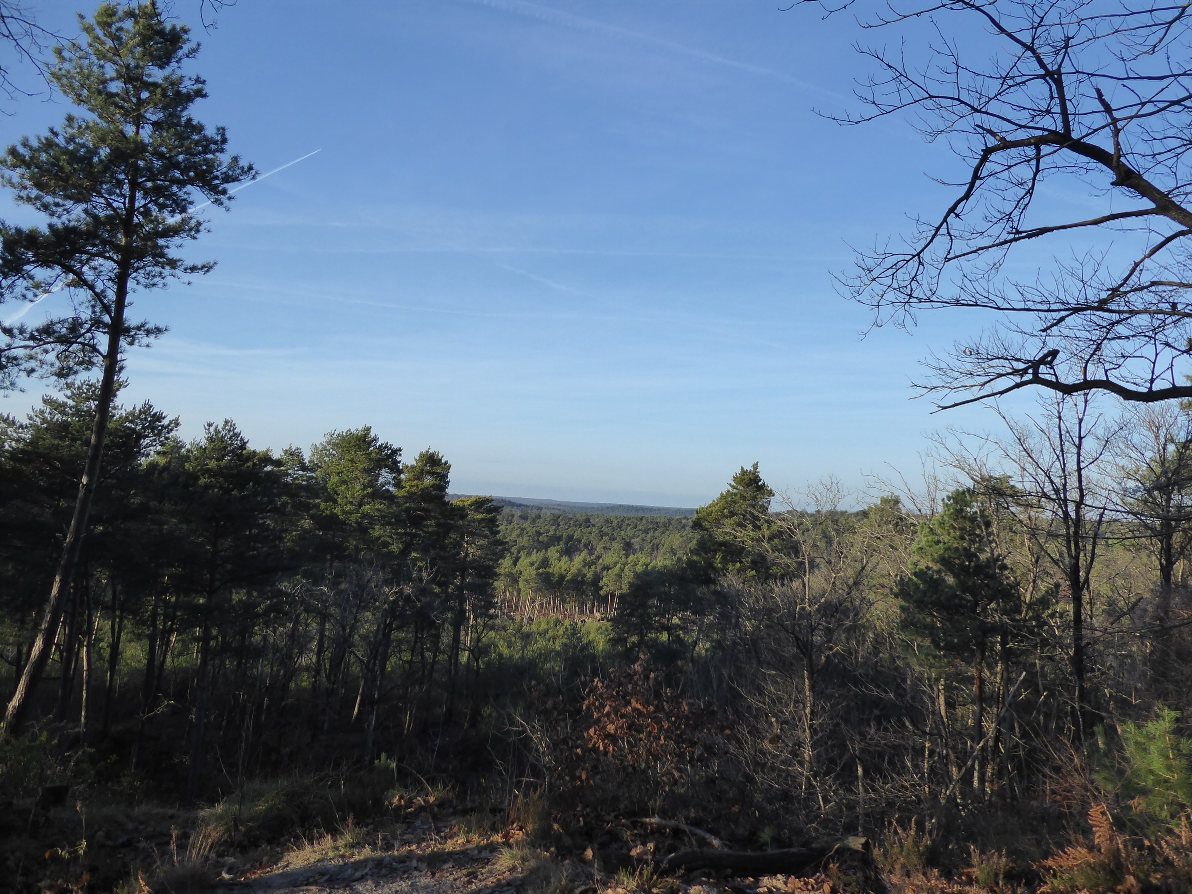 Rando for&ecirc;t de Fontainebleau- Haut mont