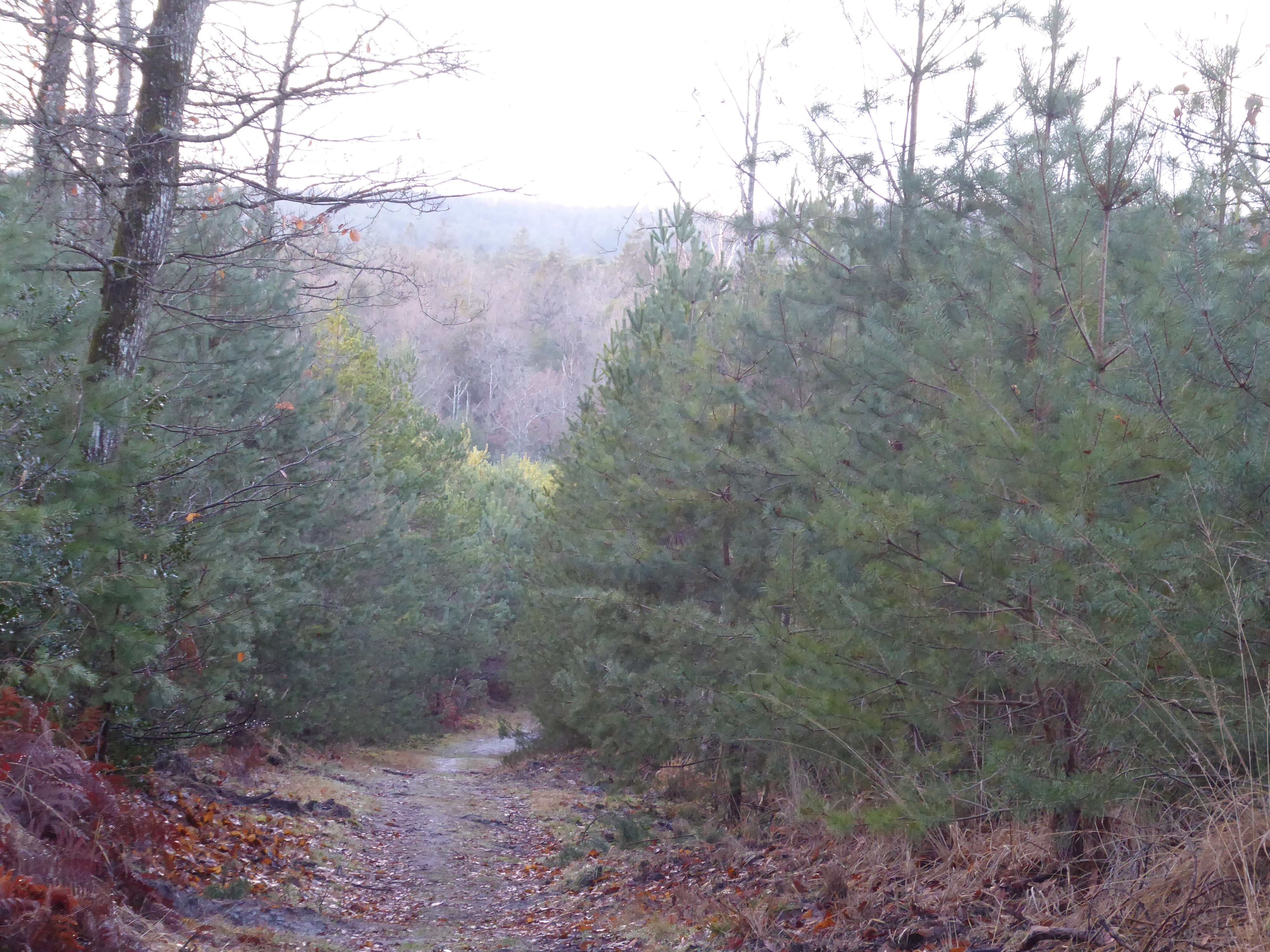 Rando for&ecirc;t de Fontainebleau- Haut mont