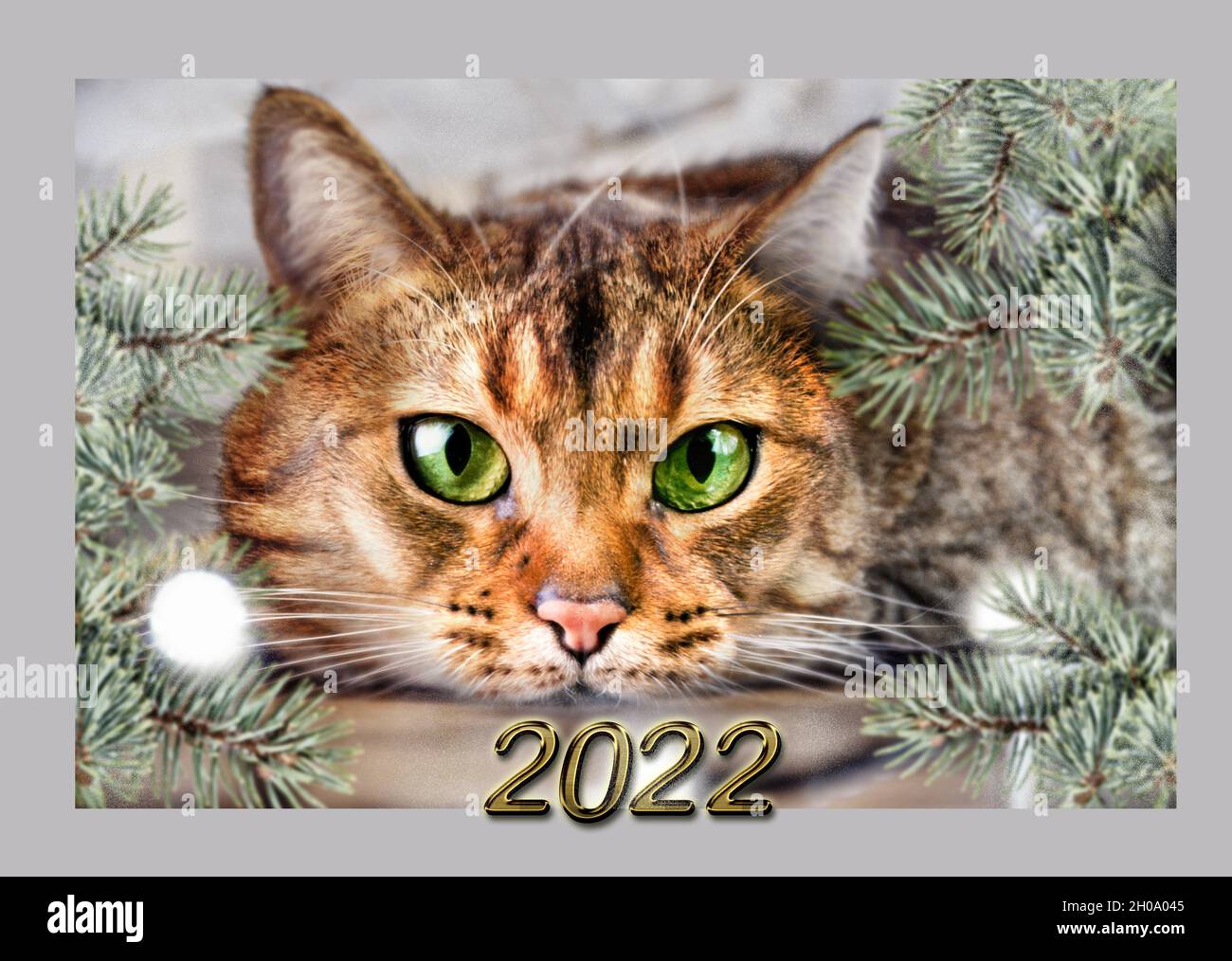 bonne-annee-2022-numeros-chat-noel-chat-nouvel-an-santa-carte-du-nouvel-an-2h0a045