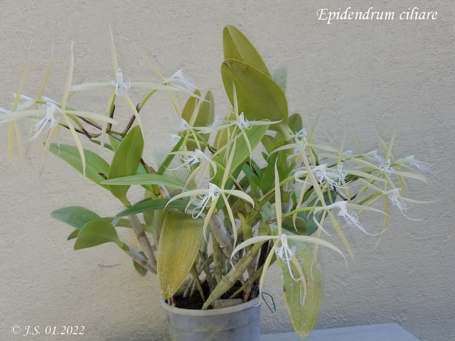 Epidendrum ciliare 22010910283711420017744583