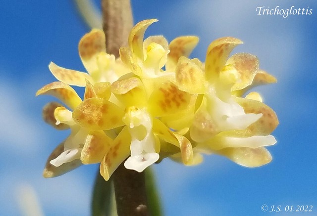 Trichoglottis 22010910283811420017744585