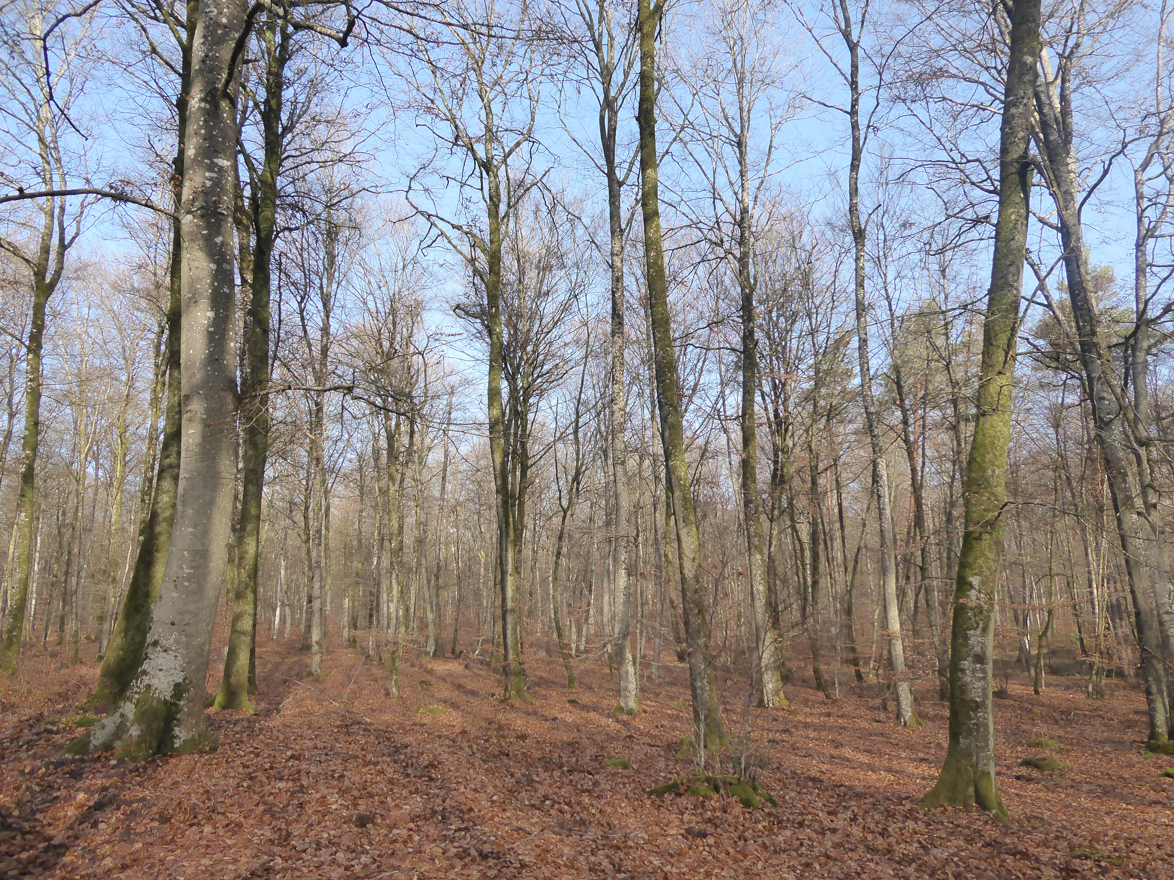 balade tranquille en for&ecirc;t de Fontainebleau