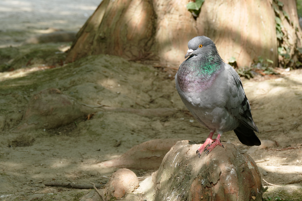 Oiseaux du jardin - essais du 2020 01 24 - Page 2 BJBtNb-pigeon