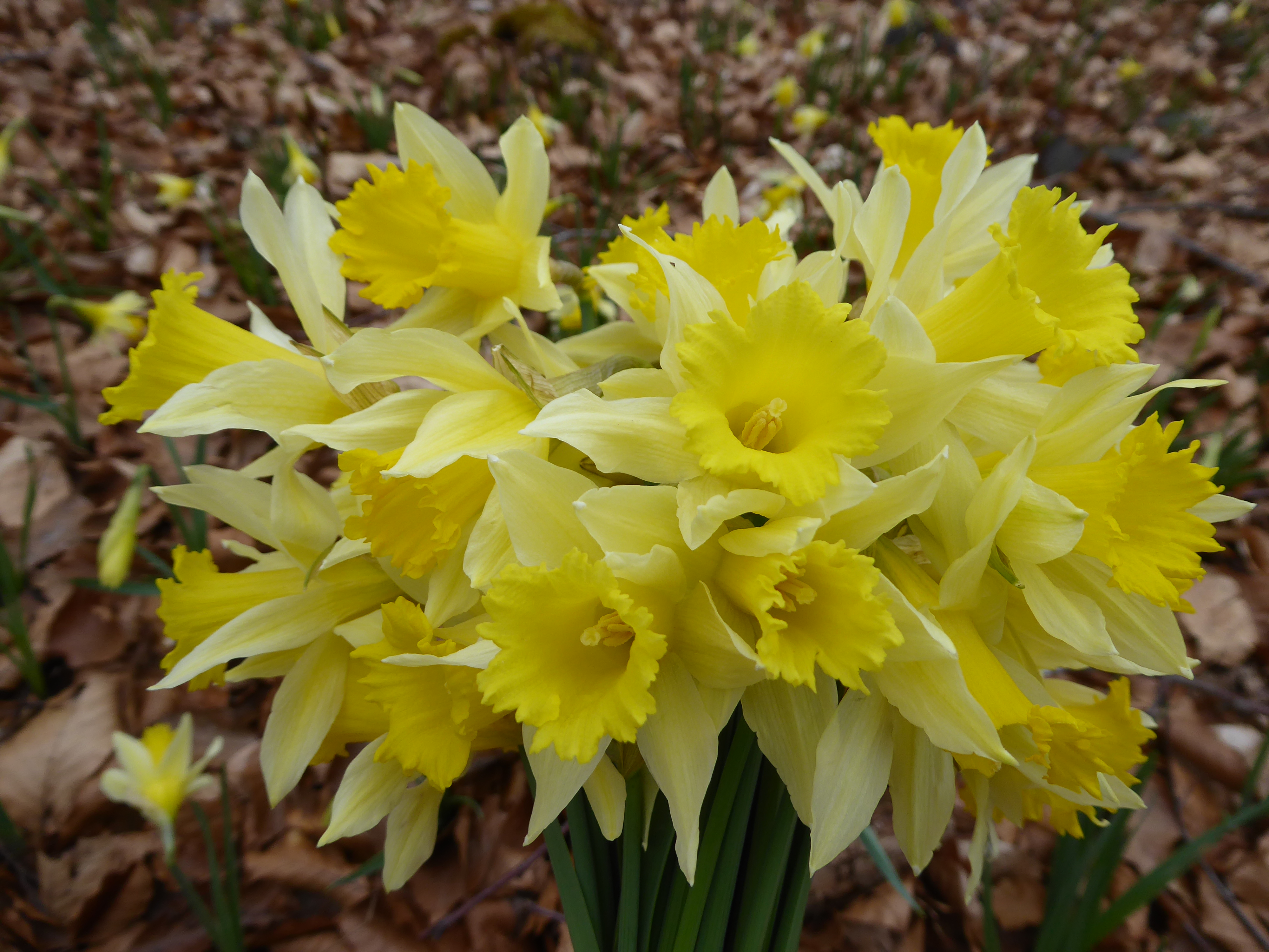 d&eacute;couvertes des jonquilles en for&ecirc;t de Fontainebleau