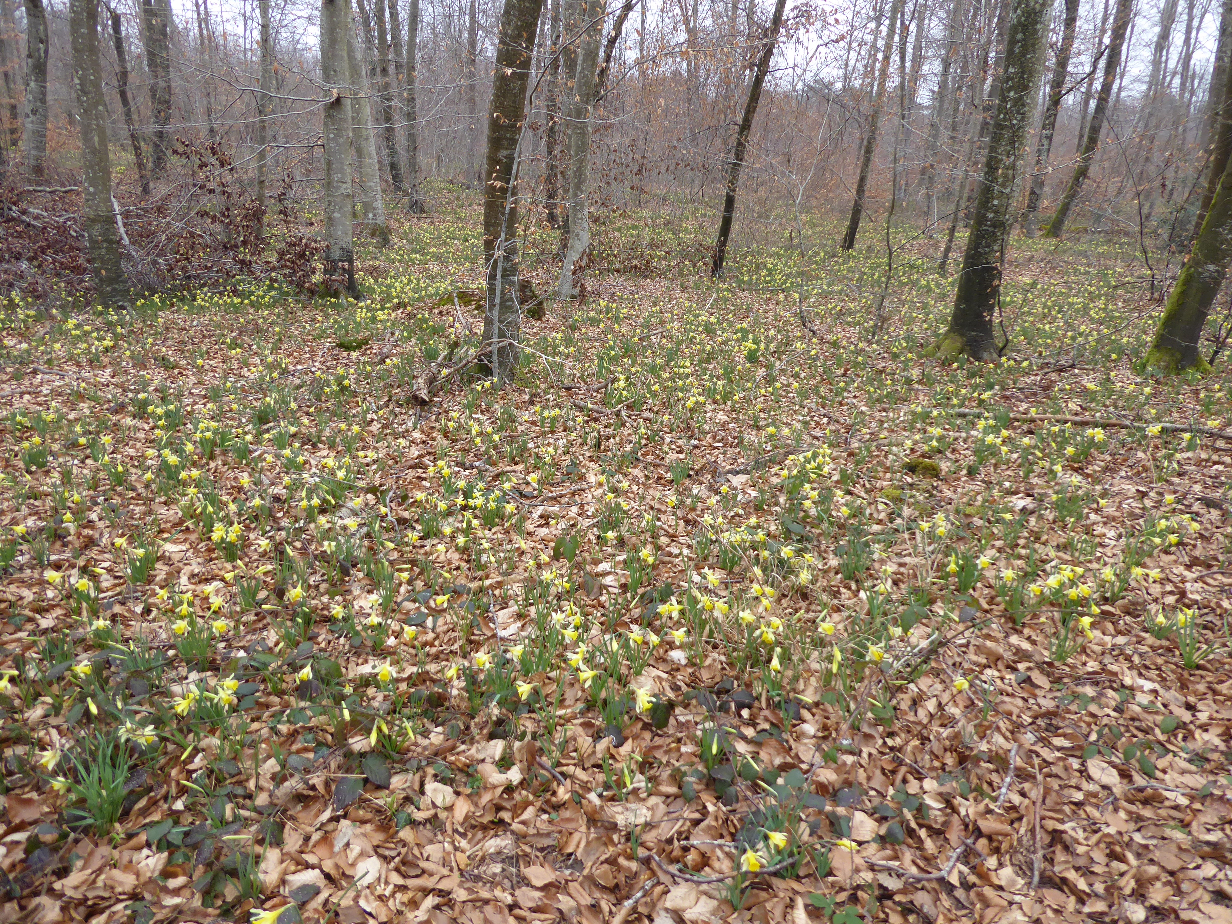 d&eacute;couvertes des jonquilles en for&ecirc;t de Fontainebleau