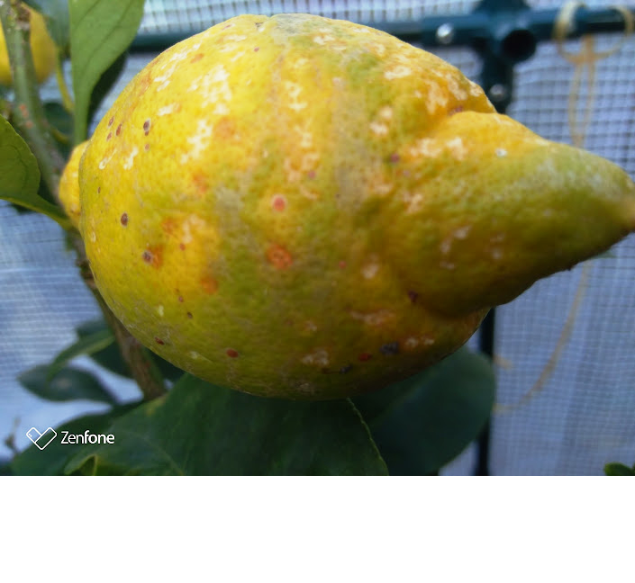 Citronnier Ray fruit