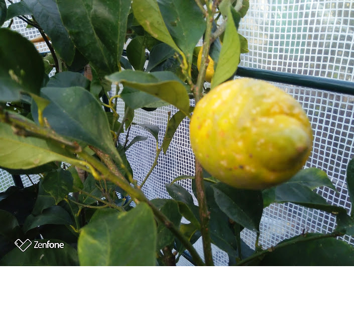 Citronnier Ray re-re-fruit