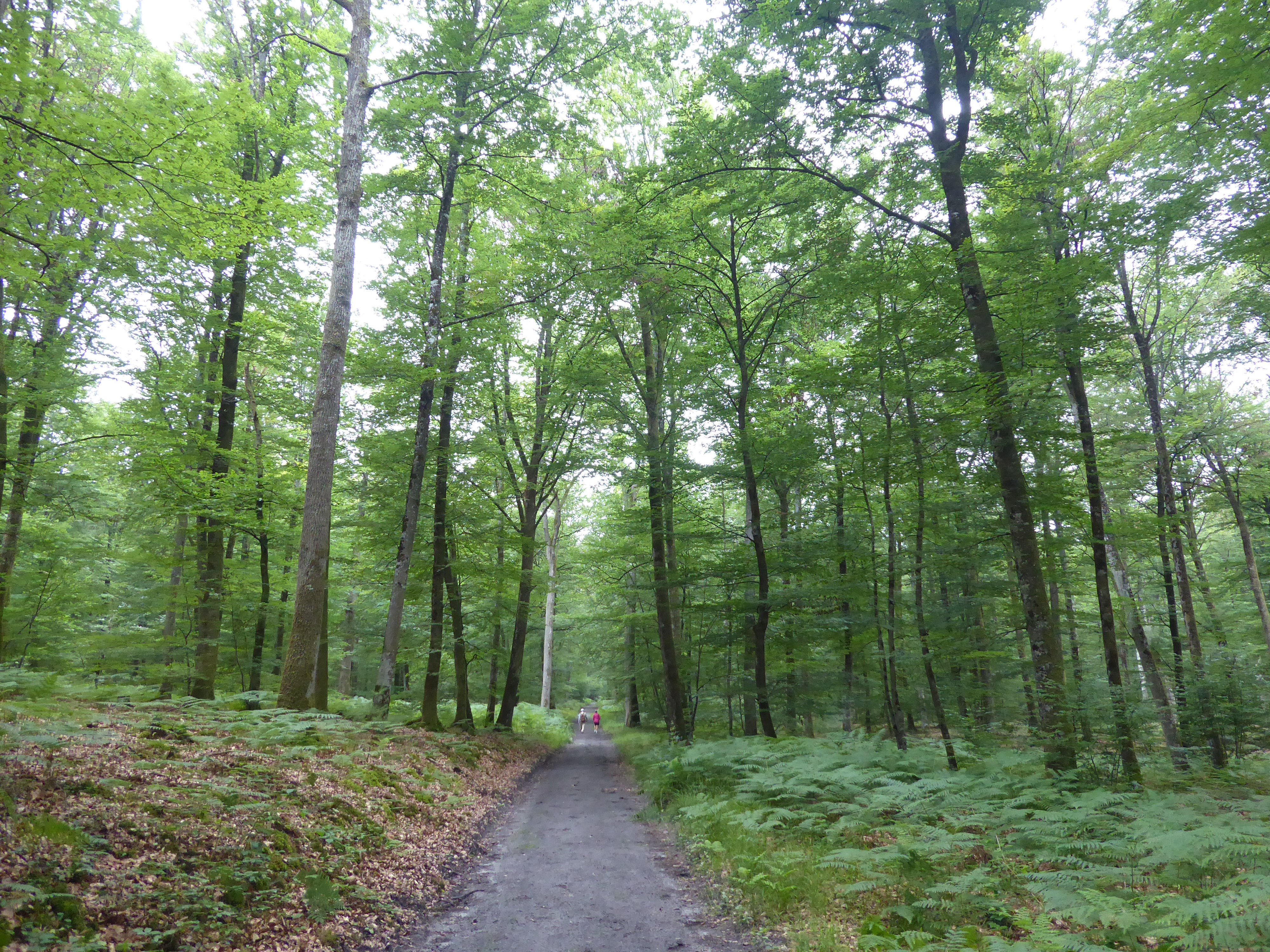For&ecirc;t de Fontainebleau- Malmontagne- parcours n&deg; 2