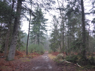 balade nature carrefour de Marlotte- For&ecirc;t de Fontainebleau