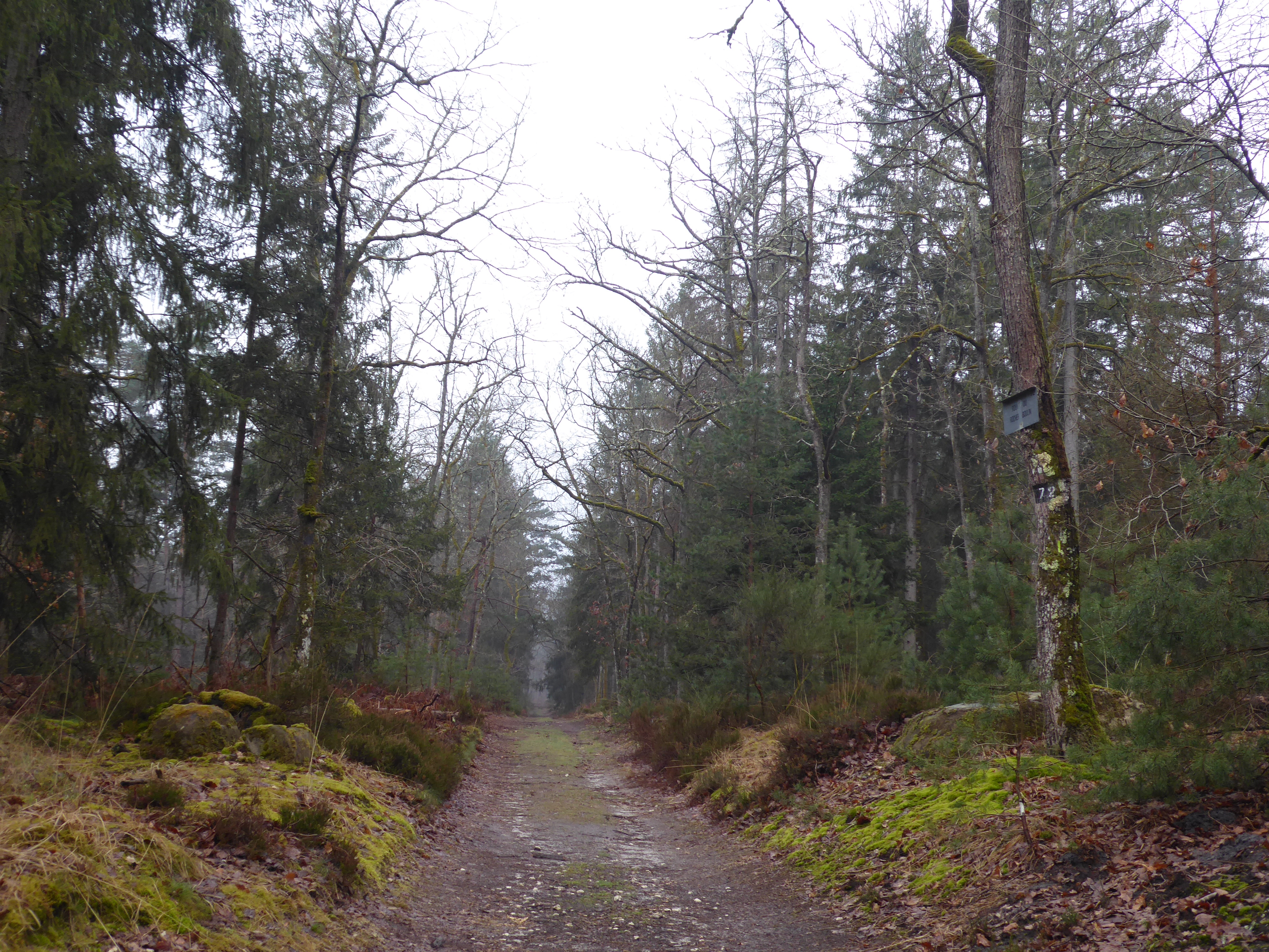 rando au carr&eacute; du mont Merle - for&ecirc;t de Fontainebleau