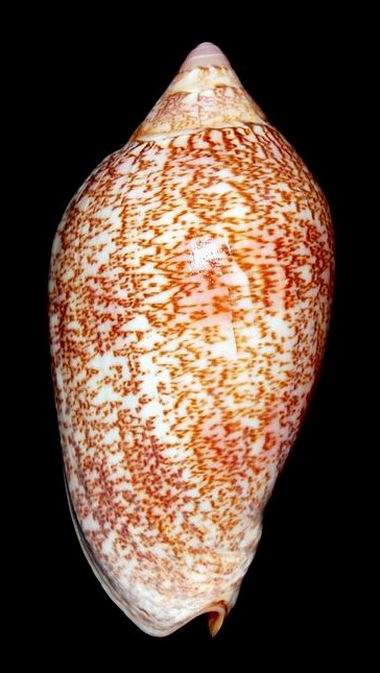Amoria exoptanda (Reeve, 1849) 22040711485714587717858244