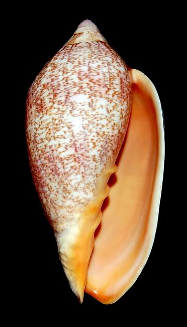 Amoria exoptanda (Reeve, 1849) 22040711485914587717858245