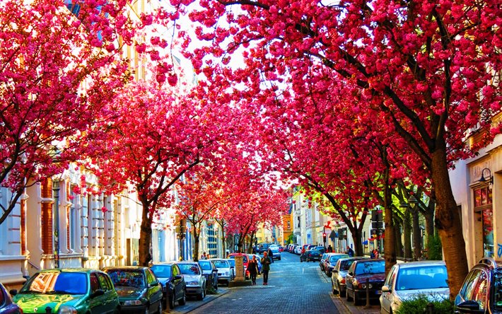 rue