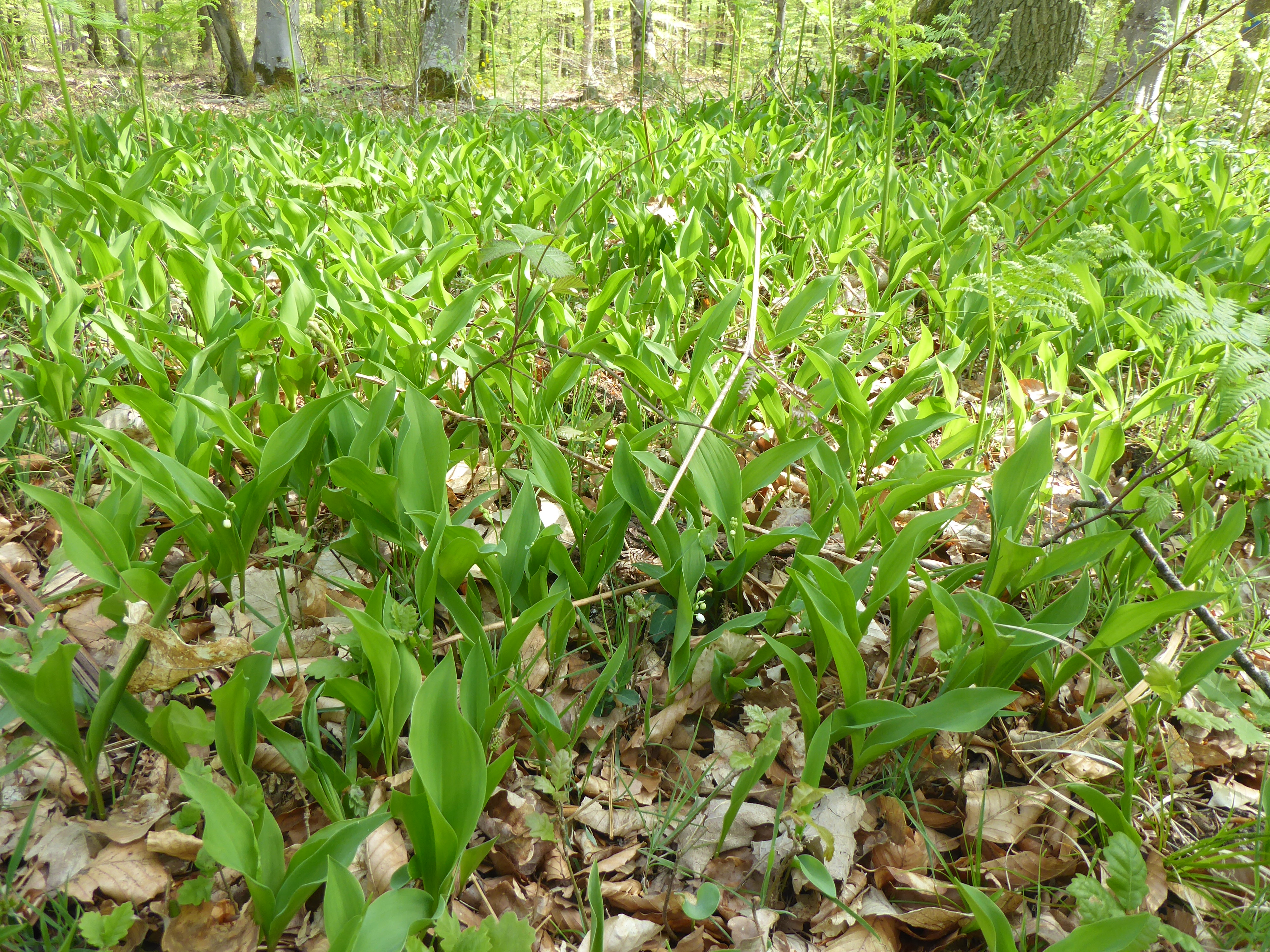 balade muguet - for&ecirc;t de Fontainebleau