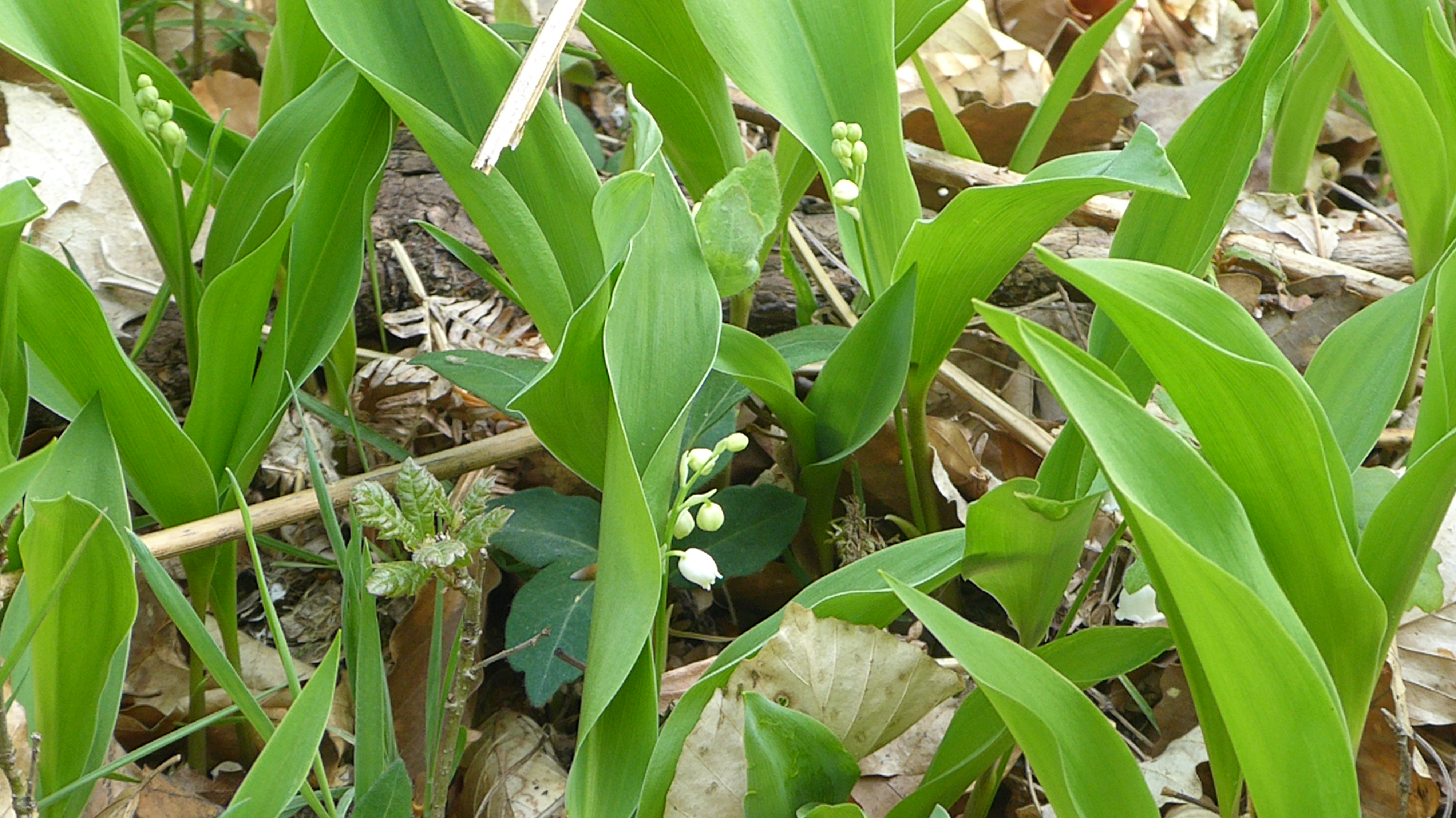 balade muguet - for&ecirc;t de Fontainebleau