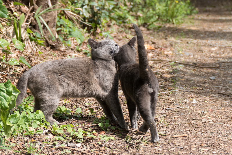 [Fil ouvert]: Chats - Page 23 INpLNb-chat-couple-gris-calin-1110701