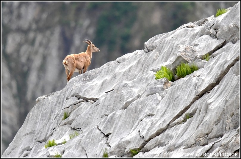bouquetin (capra ibex) par Pierre BOURGUIGNON, photographe animalier belge