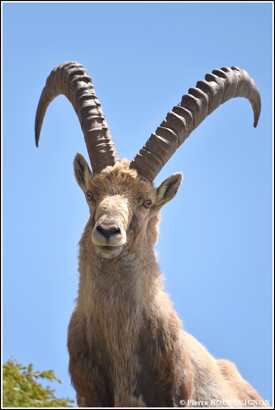bouquetin (capra ibex) par Pierre BOURGUIGNON, photographe animalier belge
