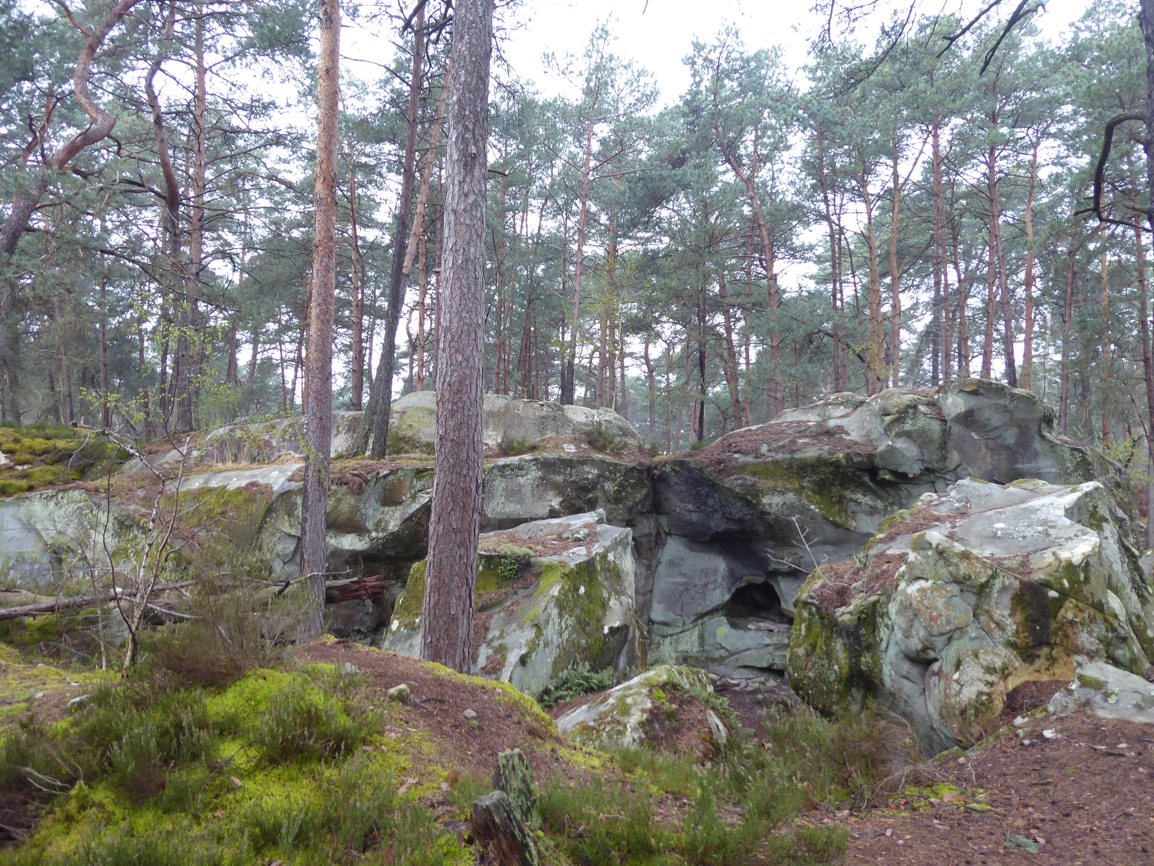 balade nature carrefour de Marlotte- For&ecirc;t de Fontainebleau