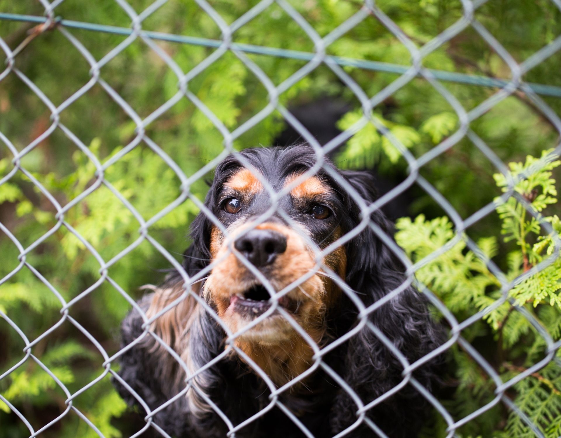 Barrière pour chien : Acheter pas cher