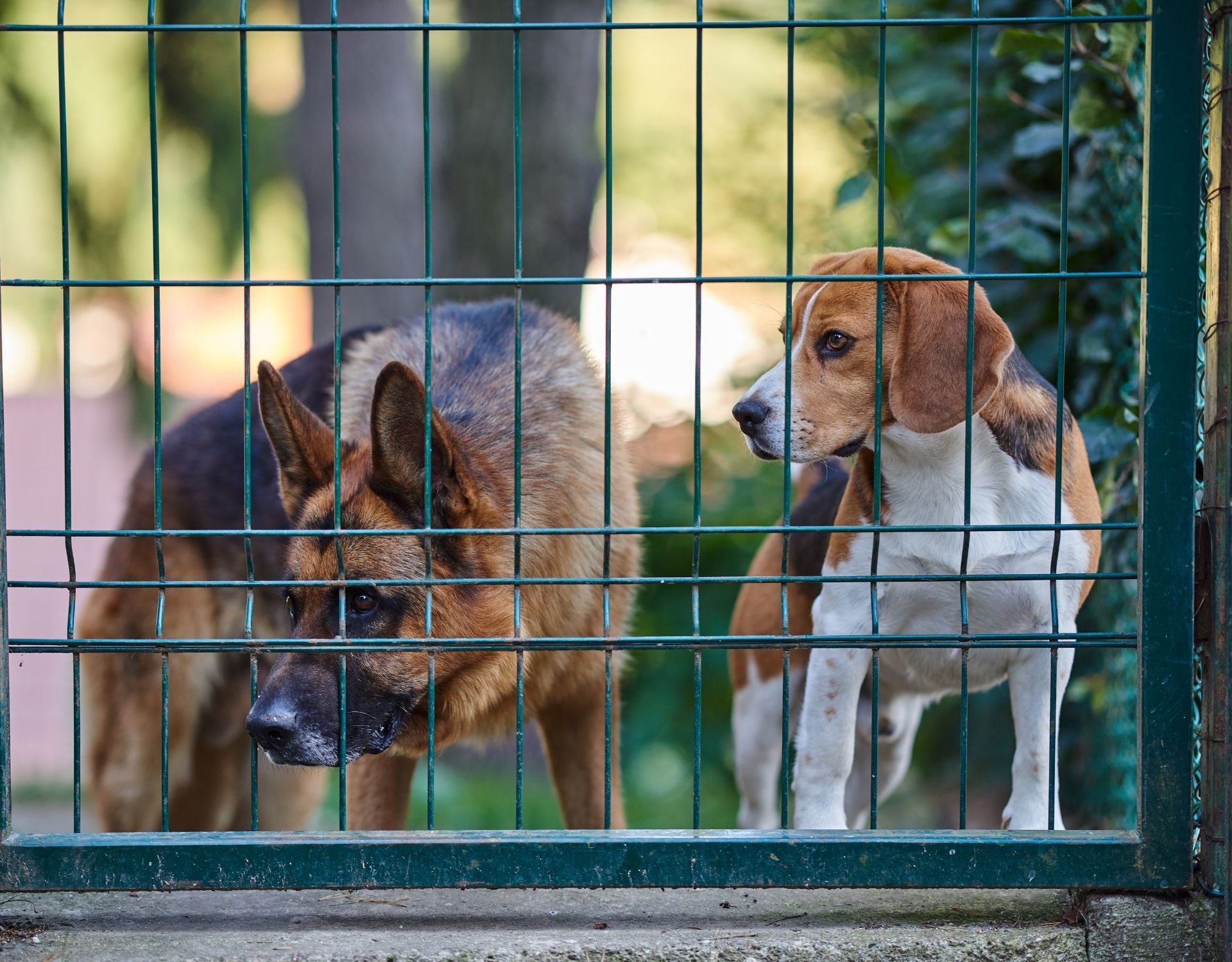 Quel type de clôture pour chien choisir autour de sa maison ?