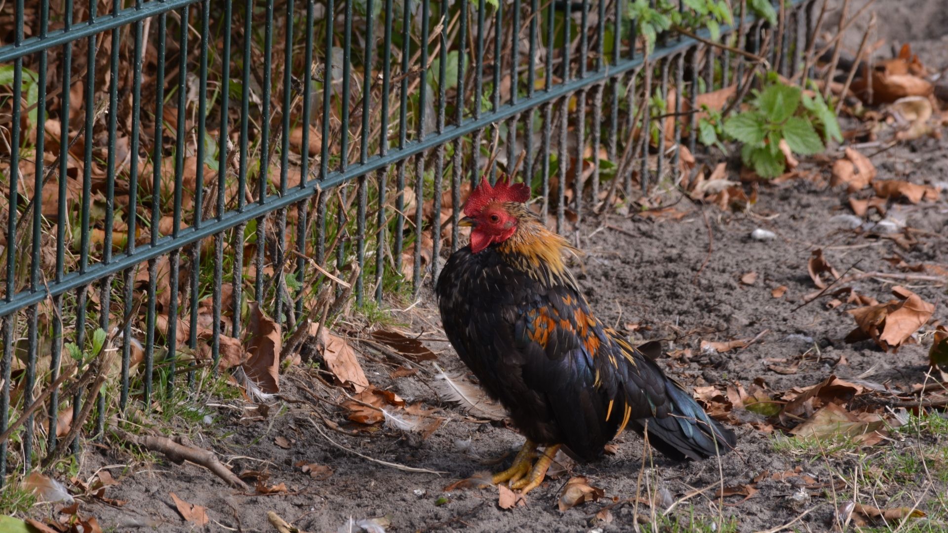 Comment bien choisir sa clôture pour poules ?