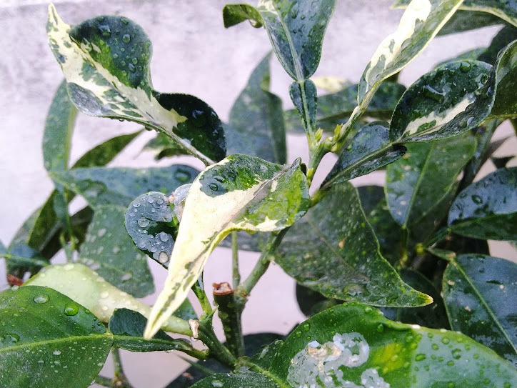 oranger panach-vatican - feuillage