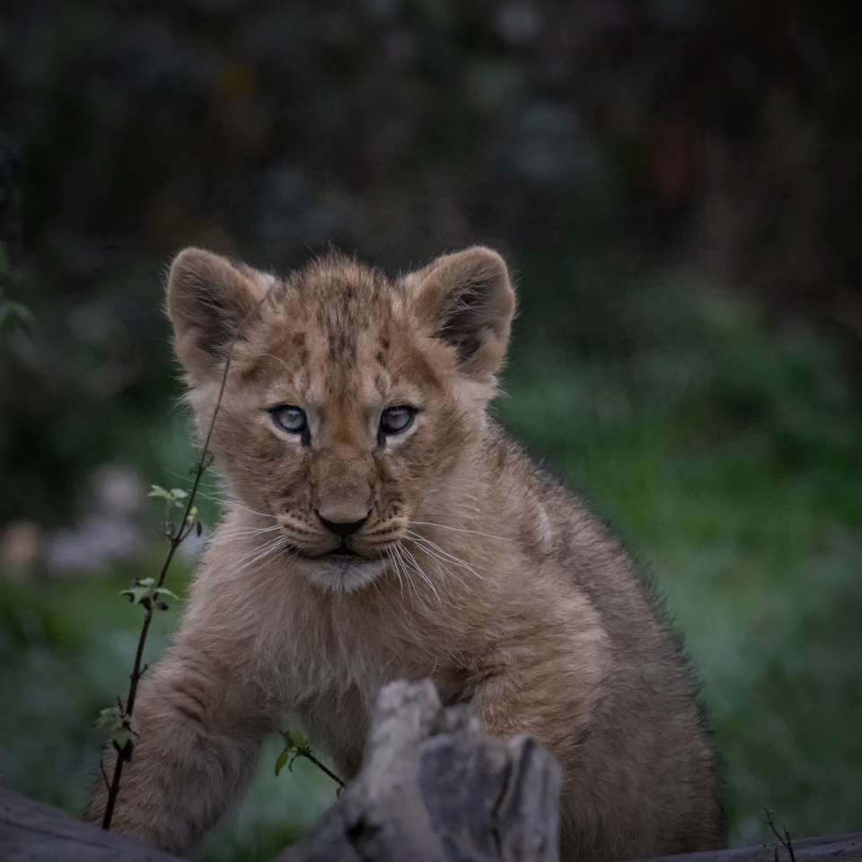 Lionceau lionceau