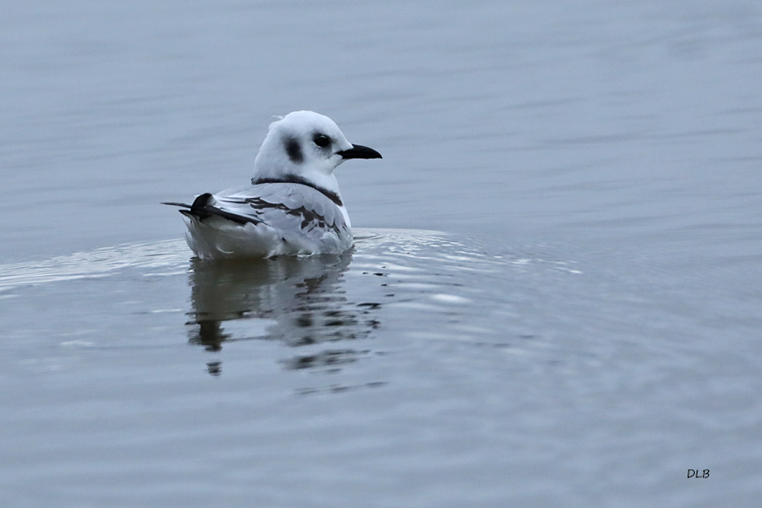 BQ8A7695RS Mouette trydactile juv