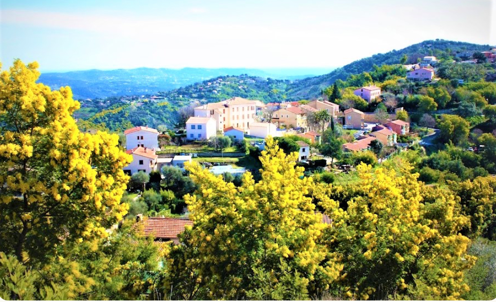 Le mimosa &agrave; Tanneron