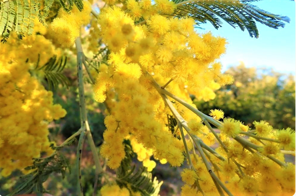 Le mimosa &agrave; Tanneron
