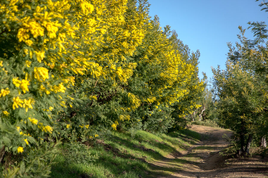 Le mimosa &agrave; Tanneron