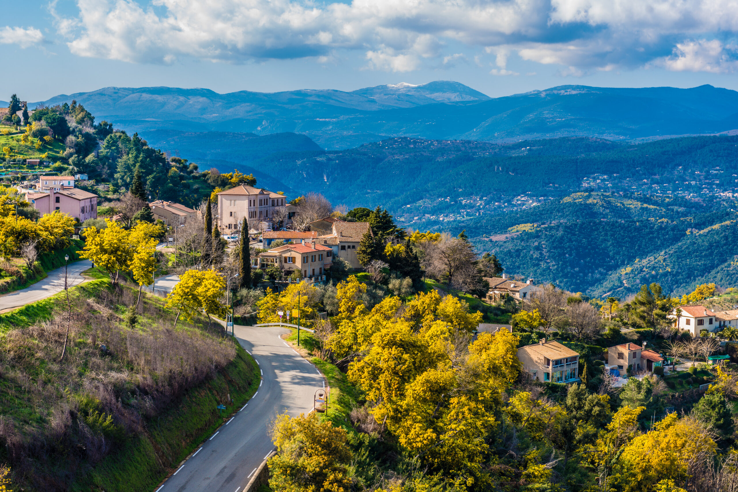 Le mimosa &agrave; Tanneron
