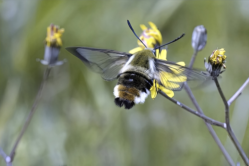 hemaris tityus 23021611382215474118112819