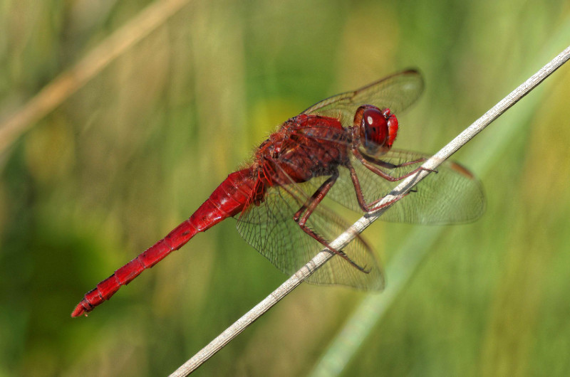 libellule de Castelnau de Monmiral -Tarn CO1LPb-libellule-2-800pxDxO