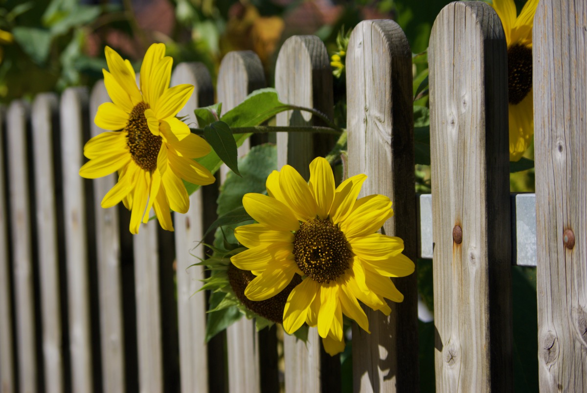 IMGP5865.
