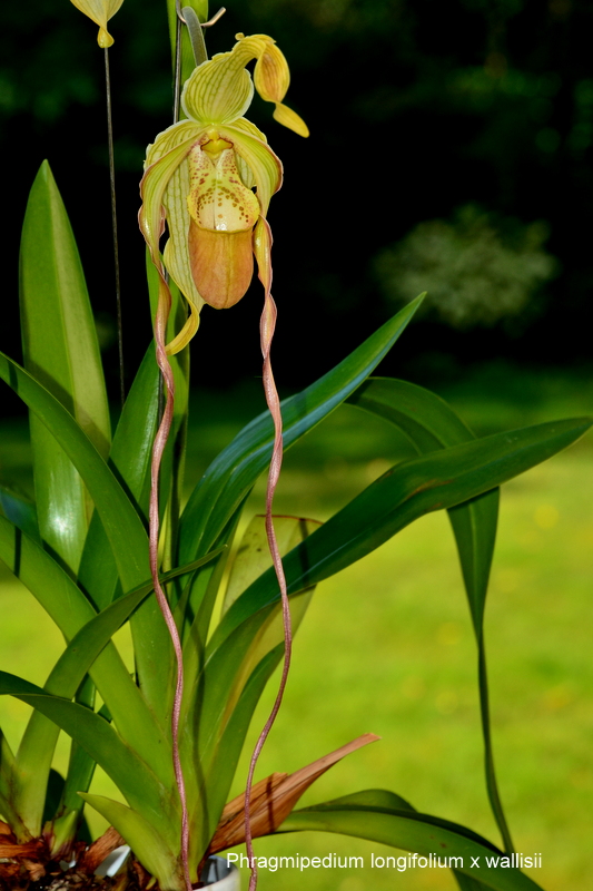 Phragmipedium longifolium x wallisii - Floraisons - Forums Orchidees.fr