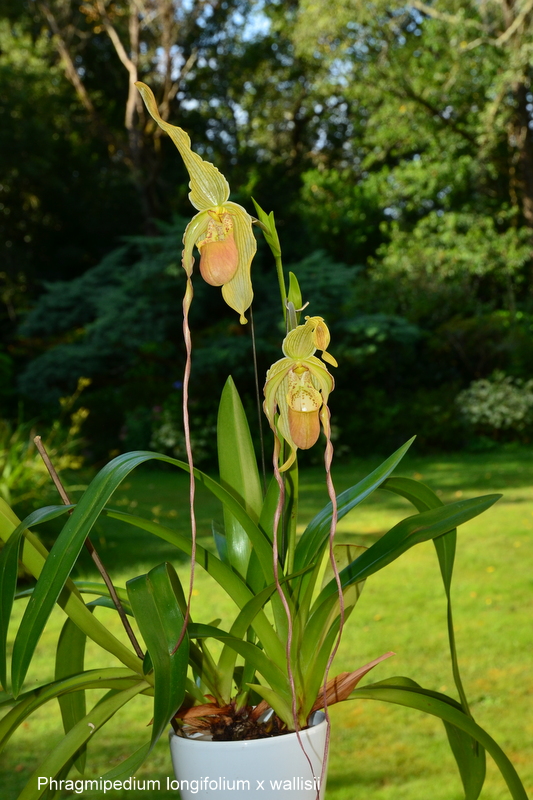 Phragmipedium longifolium x wallisii - Floraisons - Forums Orchidees.fr