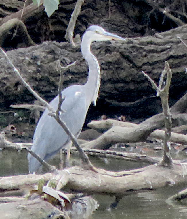 heron-c