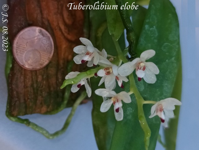 Tuberolabium elobe