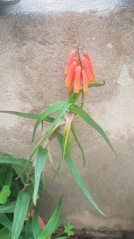 Aloe arborescens  ciliaris 23092903395026613118263914