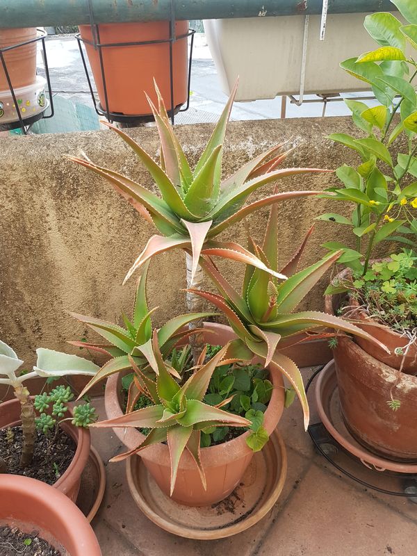 + Aloe arborescens à  identifier 23092903495626613118263918