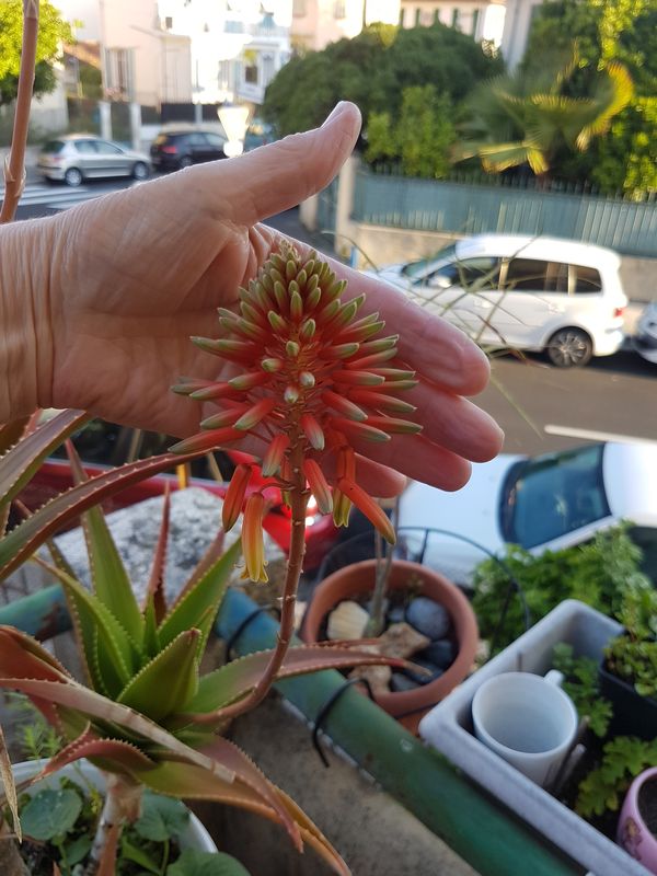 + Aloe arborescens à  identifier 23092903495626613118263919