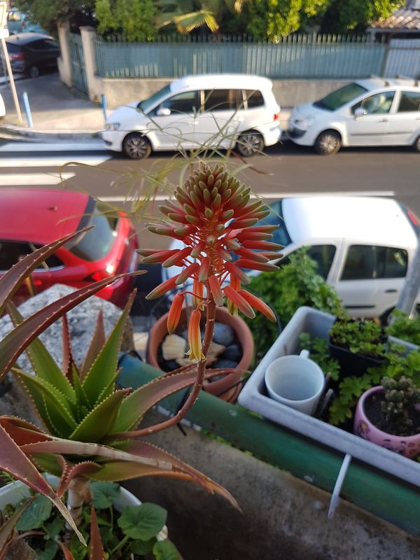 + Aloe arborescens à  identifier 23092903495626613118263920