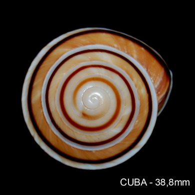 Caracolus marginella (Gmelin, 1791) 23110102282114587718292300