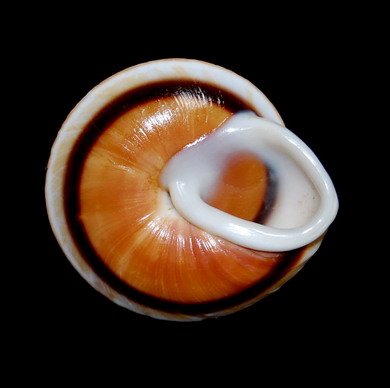 Caracolus marginella (Gmelin, 1791) 23110102282114587718292301