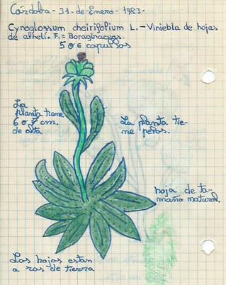Cuaderno de campo nº1 Viniebla de hojas de alhelí