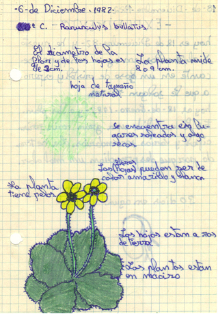 Ranunculus bullatus(cuaderno de campo nº1)