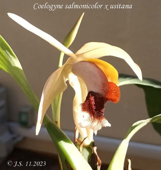 Coelogyne salmonicolor