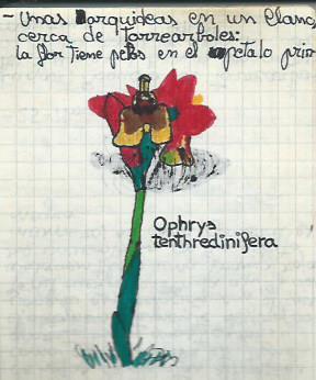 Cuaderno de campo nº3. Ophrys tenthredinifera